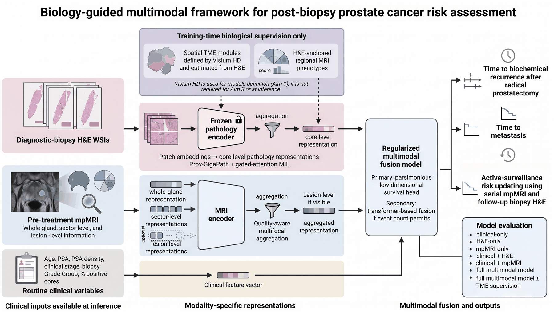 Biology-guided multimodal framework for post-biopsy prostate cancer risk assessment
